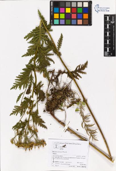 Achillea distans W. et K.