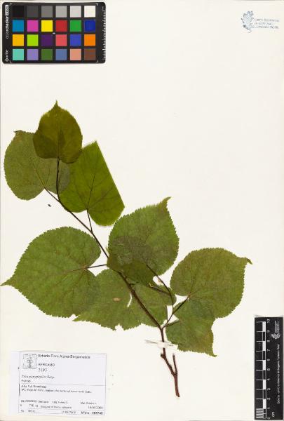 Tilia platyphyllos Scop.