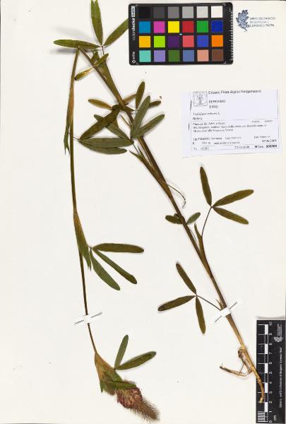 Trifolium rubens L.