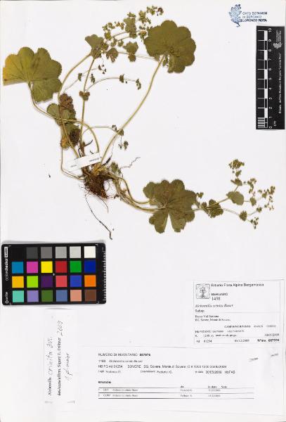 Alchemilla crinita Buser