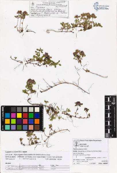 Thymus praecox Opiz subsp. polytrichus (A. Kerner ex Borbas) Jalas