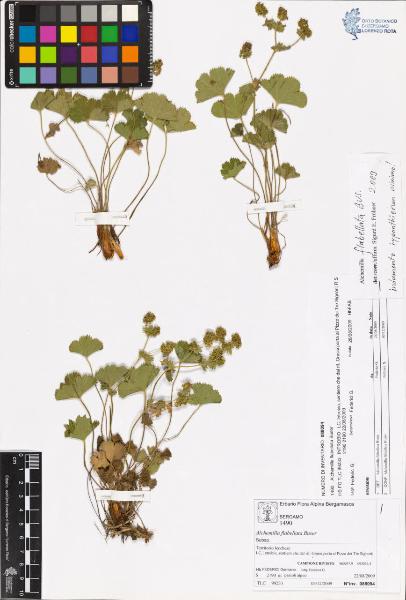 Alchemilla flabellata Buser