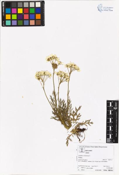 Achillea clavenae L.