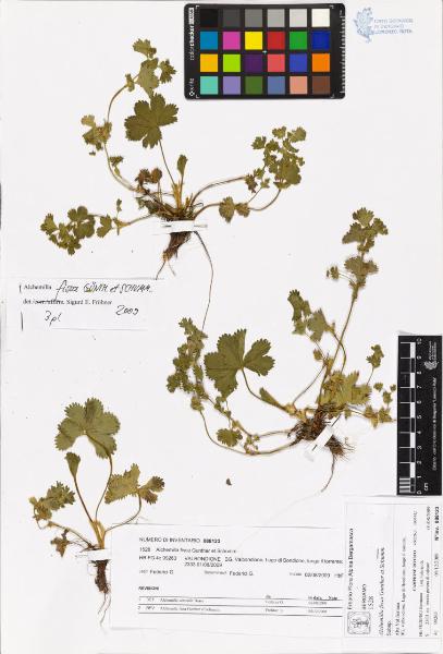 Alchemilla fissa Gunther et Schumm.