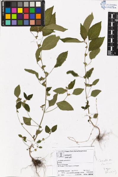 Acalypha australis L.