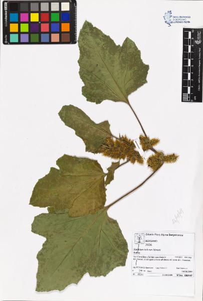 Xanthium italicum Moretti