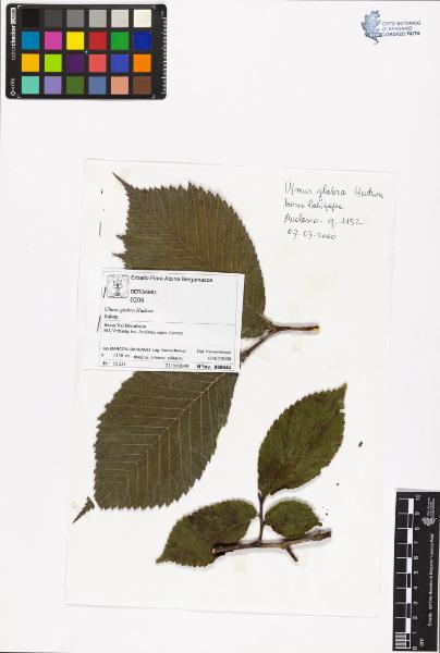 Ulmus glabra Hudson