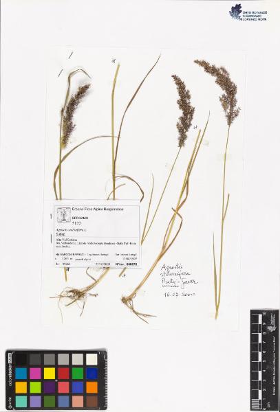 Agrostis stolonifera L.