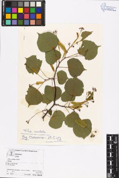 Tilia cordata Miller