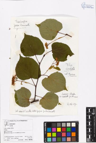 Tilia cordata Miller