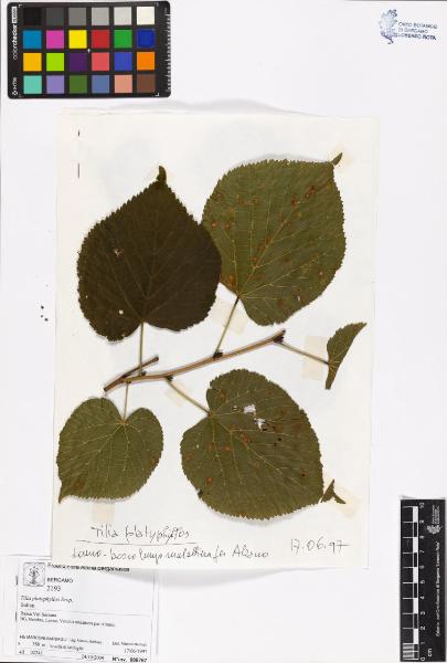 Tilia platyphyllos Scop.