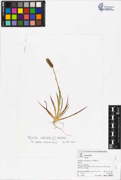 Tofieldia calyculata (L.) Wahlenb.