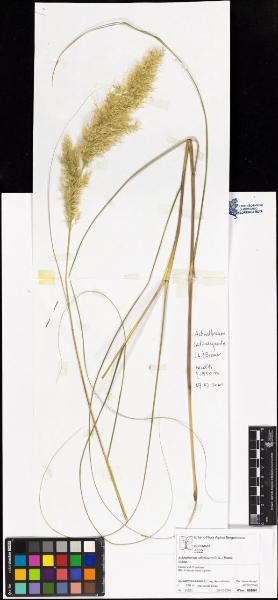 Achnatherum calamagrostis (L.) Beauv.