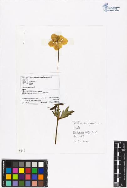 Trollius europaeus L.