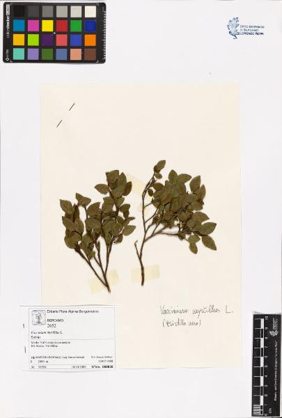 Vaccinium myrtillus L.