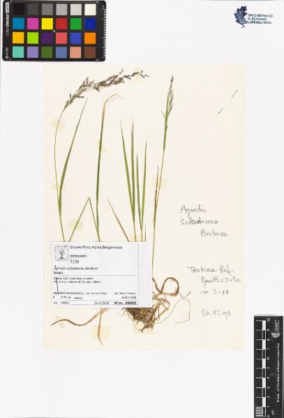 Agrostis schraderana Becherer