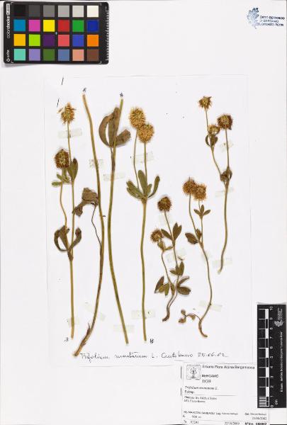 Trifolium montanum L.