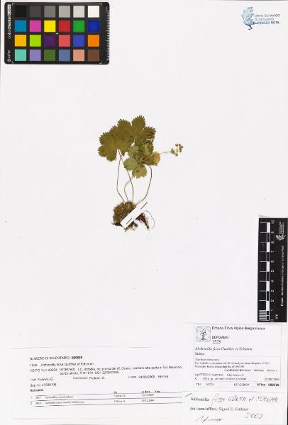 Alchemilla fissa Gunther et Schumm.