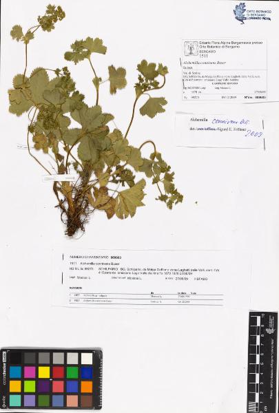 Alchemilla connivens Buser