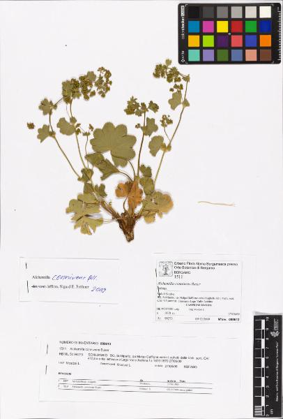 Alchemilla connivens Buser