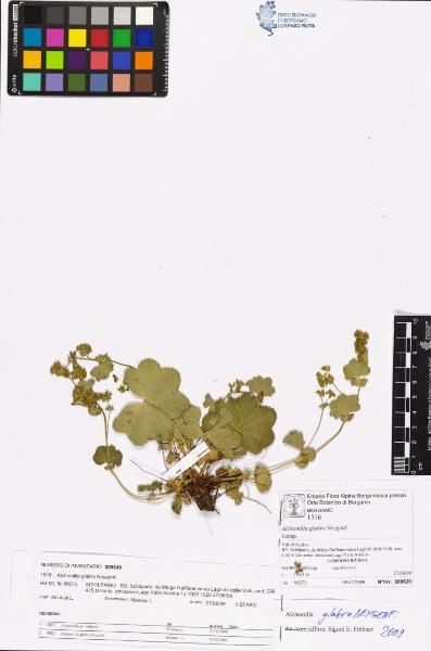 Alchemilla glabra Neygenf.