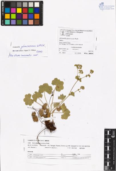 Alchemilla glaucescens Wallr.