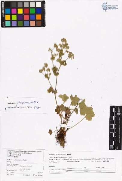 Alchemilla glaucescens Wallr.