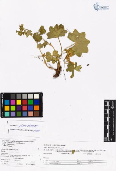 Alchemilla glabra Neygenf.