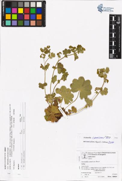 Alchemilla connivens Buser