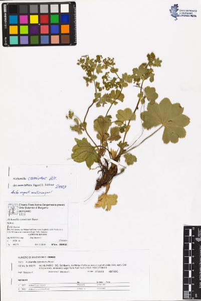 Alchemilla connivens Buser