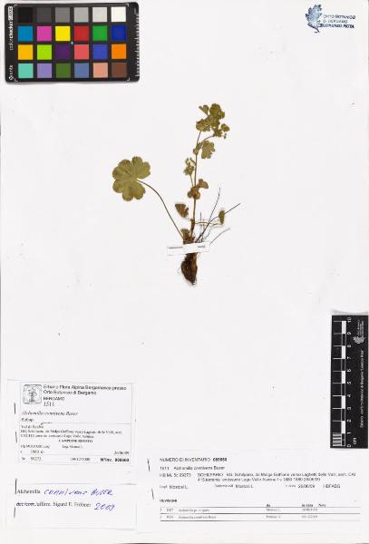 Alchemilla connivens Buser