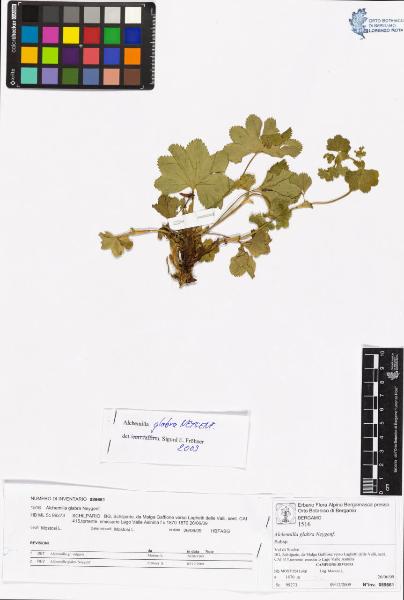 Alchemilla glabra Neygenf.