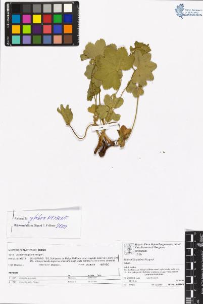 Alchemilla glabra Neygenf.