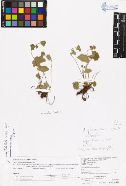 Alchemilla flabellata Buser