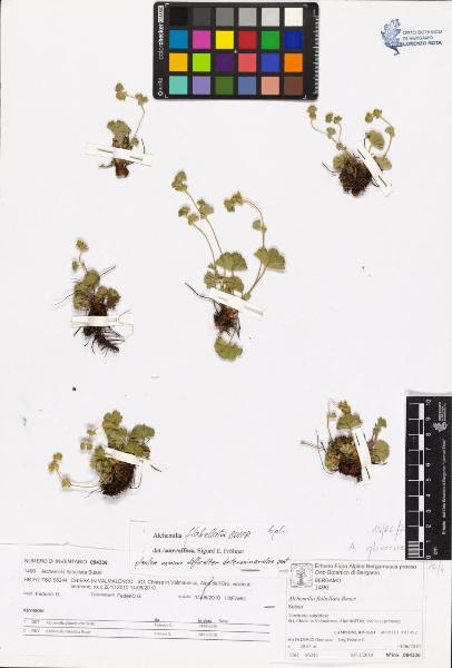 Alchemilla flabellata Buser