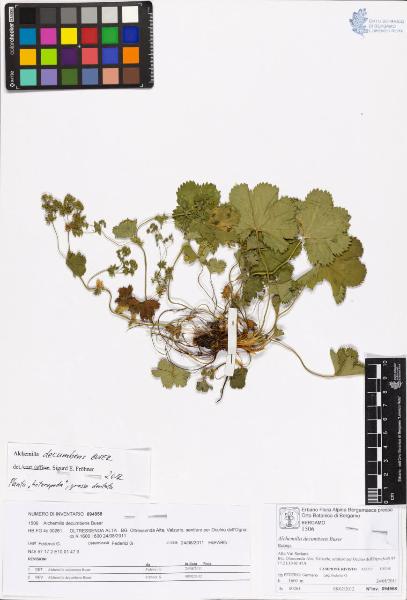 Alchemilla decumbens Buser