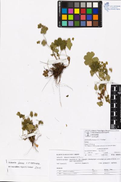 Alchemilla bonae S. E. Fröhner