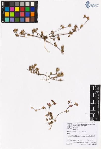 Trifolium scabrum L.