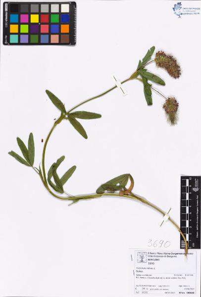 Trifolium rubens L.