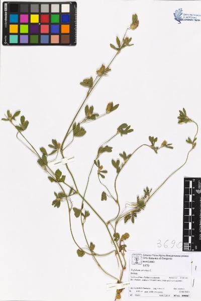 Trifolium arvense L.