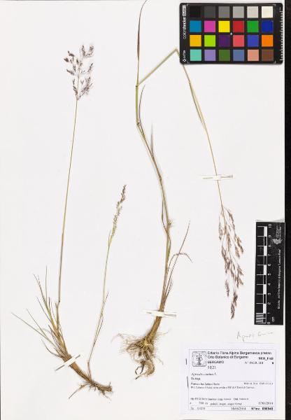 Agrostis canina L.