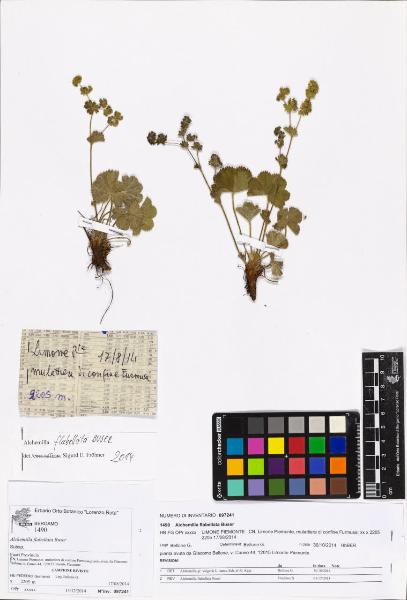 Alchemilla flabellata Buser