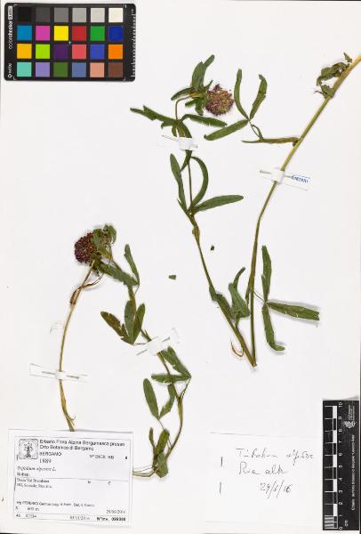 Trifolium alpestre L.