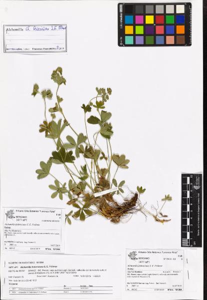 Alchemilla federiciana S. E. Fröhner