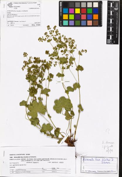 Alchemilla fissa Gunther et Schumm.