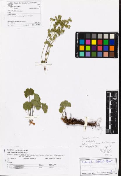 Alchemilla flabellata Buser