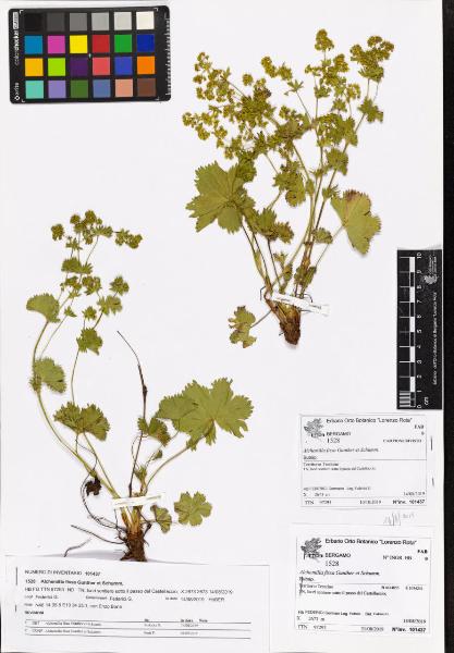 Alchemilla fissa Gunther et Schumm.