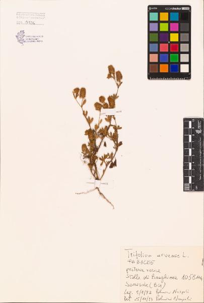 Trifolium arvense L.