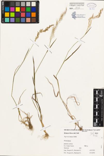 Agrostis tenuis Sibth