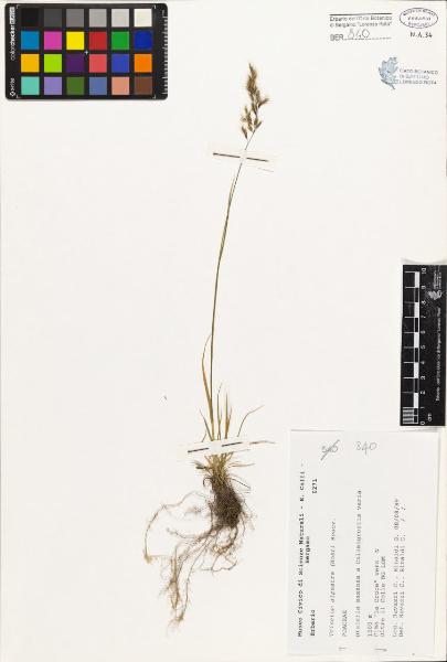 Trisetum alpestre (Host) Beauv.